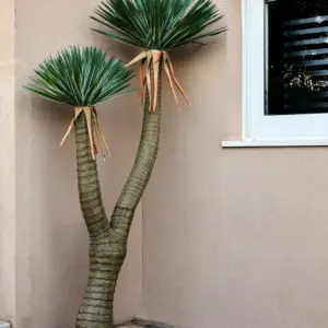 יוקה רוסטרטה מפוצלת 2.00 מטר מלאכותי