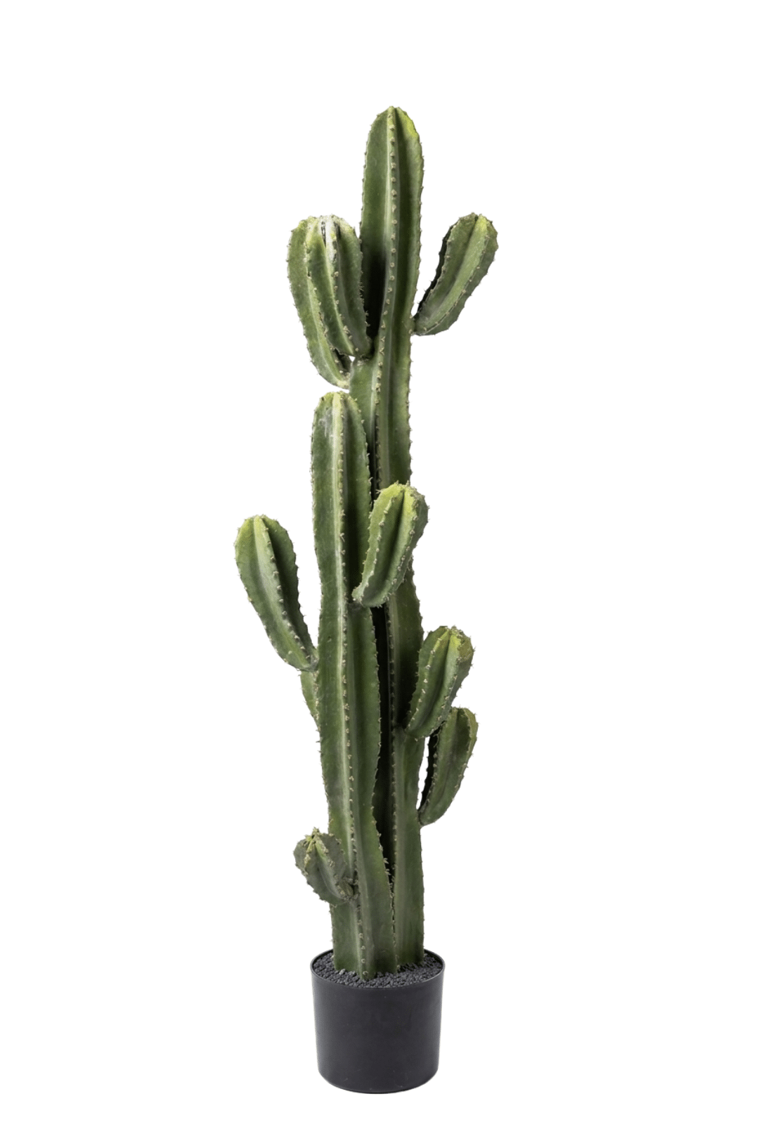 דקל הוואי (9)